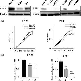 Effects Of Rbpj Knockdown On The Proliferation And Invasiveness Of