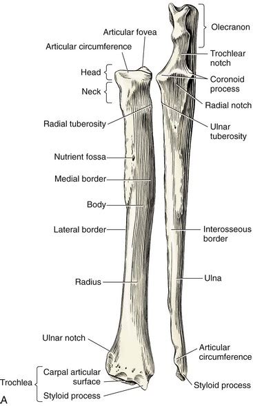 Unlabeled Radius And Ulna