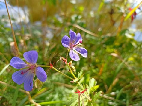 Geranium Maculatum The Wild Geranium Spotted Geranium Or Wood