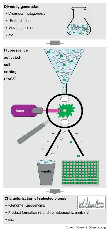 Schematic Representation Of Biosensor Based Facs Screening Of