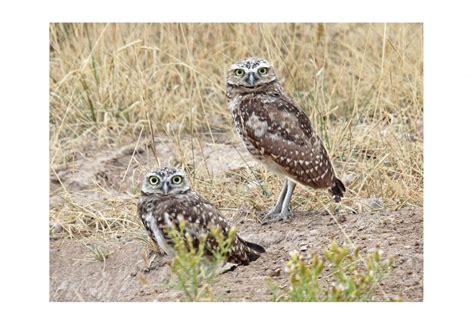 BURROWING OWL – Birds of Nebraska – Online