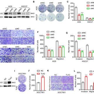 Fostamatinib Inhibited The Proliferative Invasive And Migratory