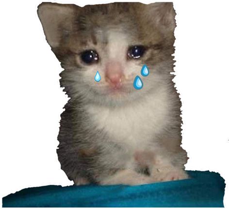 Kitty Cat Png Crying Cat Meme Png Transparent Png 553×690 6903973