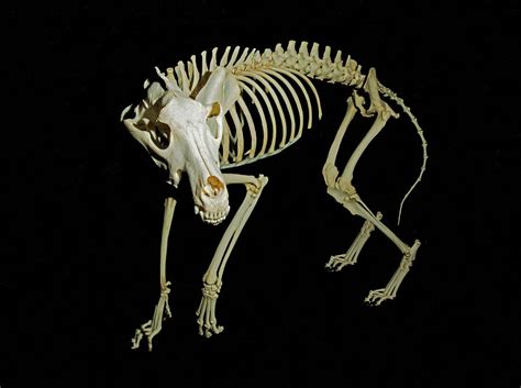 Skeleton Of Gray Wolf Canis Lupus Photograph By Millard H Sharp Pixels