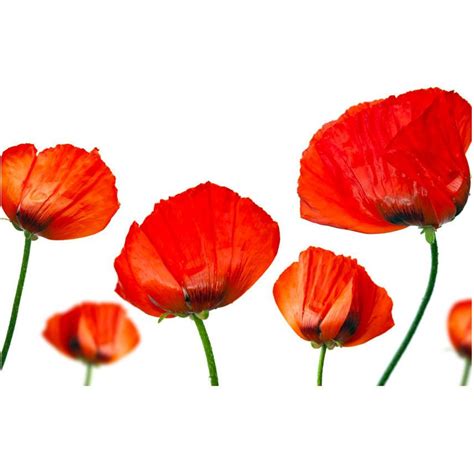 Papier Peint Coquelicots Rouges Sur Fond Blanc Artgeist Rouge