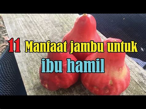 Temukan Khasiat Jambu Jamaika Untuk Ibu Hamil Yang Jarang Diketahui Solider