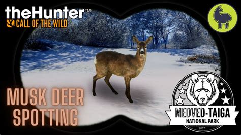 Musk Deer Spotting Medved Taiga TheHunter Call Of The Wild PS5 4K