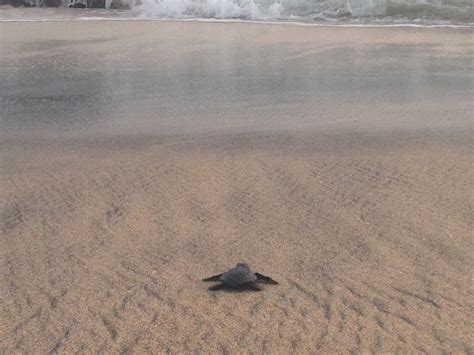 Sea turtles in Florida - Park Explorers