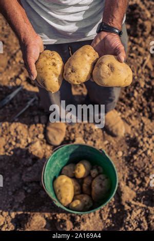 Kartoffeln Auf Dem Feld Ernten Menschen Kartoffeln Mit Ihren H Nden