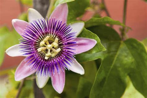 Conoce la pasiflora o pasionaria Passiflora incarnata para qué sirve