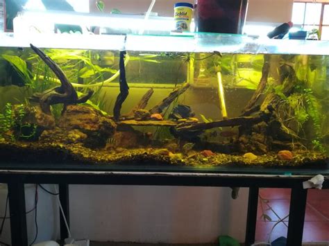 Pretoria Here S My Tank Tropical Aquariums SA