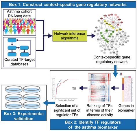 Study Flow For The Identification And Validation Of Transcription