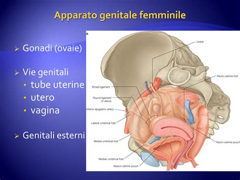 Appunti Lezione Apparato Genitale Femminile Anatomia Ii Prof