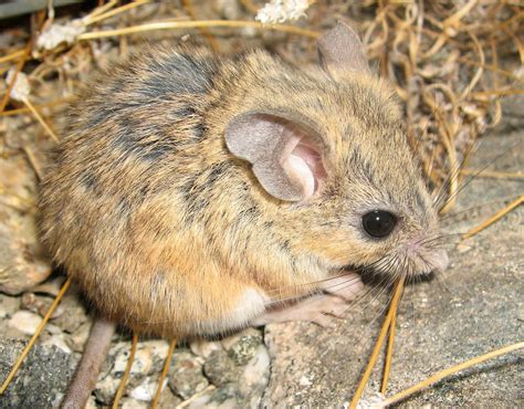 A Hill Areas Mouse