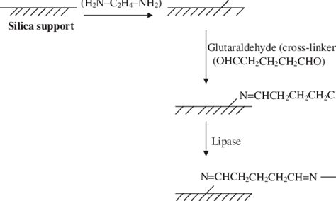 Schematic Representation Of The Immobilization Of Lipase Download