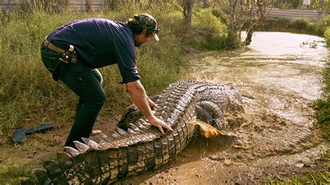 Watch Wild Croc Territory | Netflix Official Site