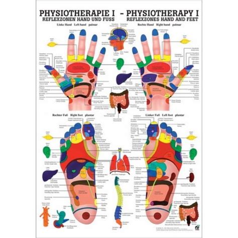 Total Imagen Carte Point Acupression Fr Thptnganamst Edu Vn