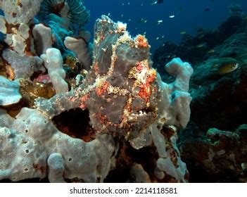 Painted Frogfish Stock Photos Images Photography Shutterstock