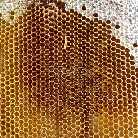 Hexagon Structure Is Honeycomb From Bee Hive Filled With Golden Honey