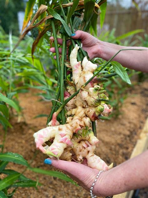 Ginger Growing and Harvest Tour