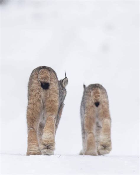 26 Photos Of The Magnificent Canada Lynx – The Wild Cat With The ...