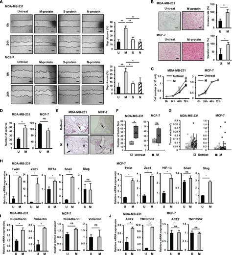 Frontiers Sars Cov 2 M Protein Facilitates Malignant Transformation