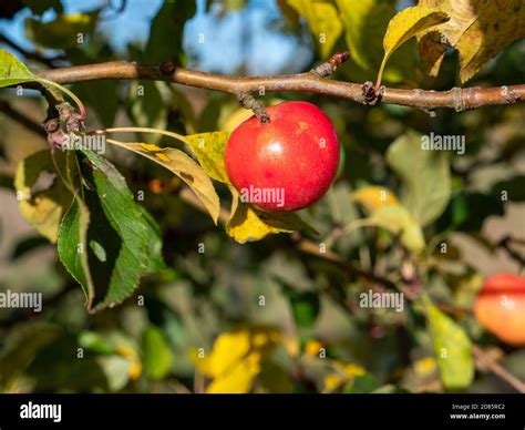 Manzanas De Cangrejo Rojo Brillante O Malus Sylvestris De La Variedad