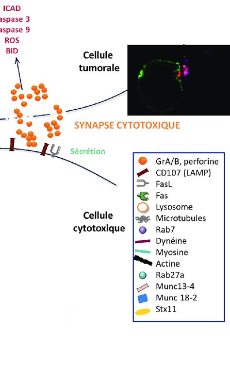 Synapse Cytotoxique Entre Les Ctl Ou Les Nk Et Les Cellules Tumorales