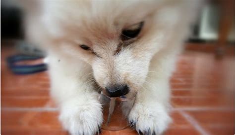 Can Dogs Eat Ice Cubes? (Fact or Fearmongering)