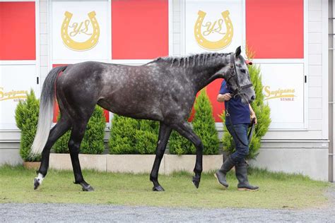 【マーメイドs】実績最上位のコスタボニータ 杉山佳師は重賞連勝を期待｜競馬ニュース｜競馬予想のウマニティ