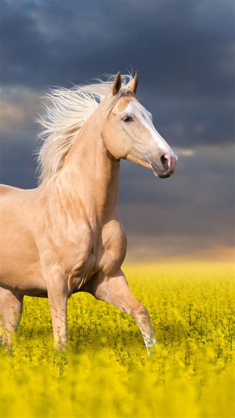 Mustang Pferd Wallpaper Hintergrundbilder Sonnenuntergang Himmel