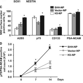 Genome Wide Gene Expression Profiling Of Shh Np A Hierarchical