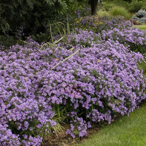 Aster Krzaczasty Professor Kippenberg Aster Dumosus RosaĆwik