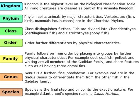 Scientific Classification of Fish | Britishseafishing.co.uk