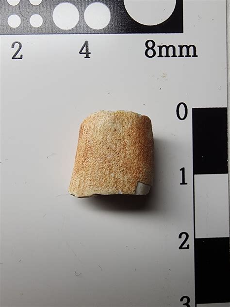 Need Help To Identify This Moroccan Mosasaur Tooth Fossil Id The