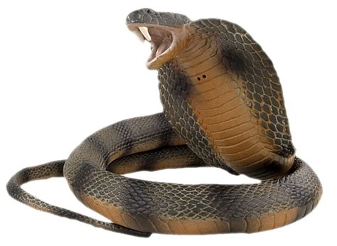 Cobra Png Transparent Image Download Size 600x438px