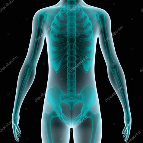 Sistema esquelético humano Anatomía de la caja torácica 3D Ilustración