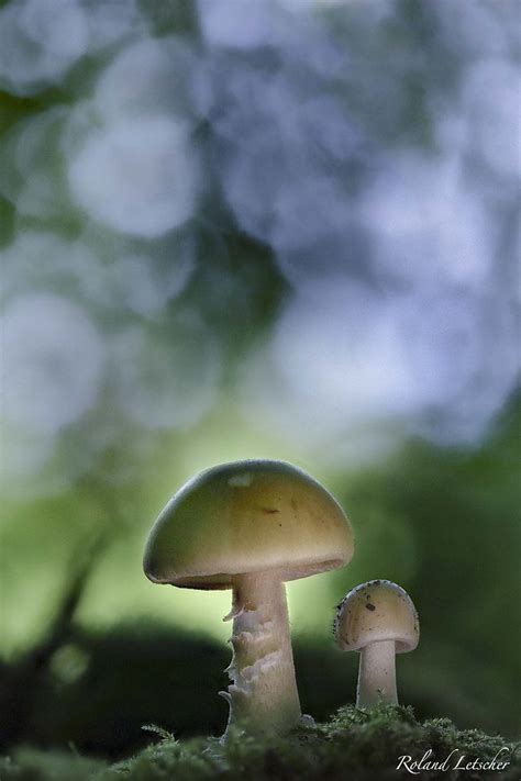 Amanite Phallo De Amanita Phalloides Roland Letscher Flickr