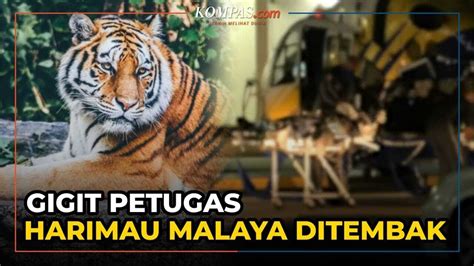 Harimau Malaya Ditembak Mati Usai Gigit Lengan Petugas YouTube