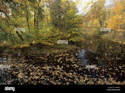 Fall colors Vermont Stock Photo - Alamy