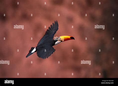 Flying toucan hi-res stock photography and images - Alamy