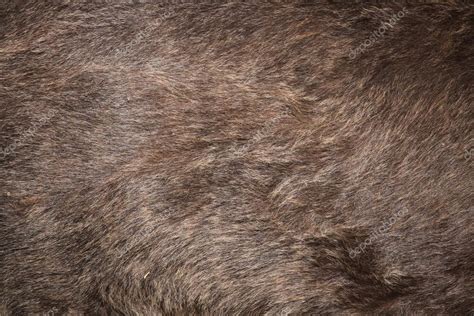 Brown bear (Ursus arctos) fur texture Stock Photo by ©wrangel 84702182