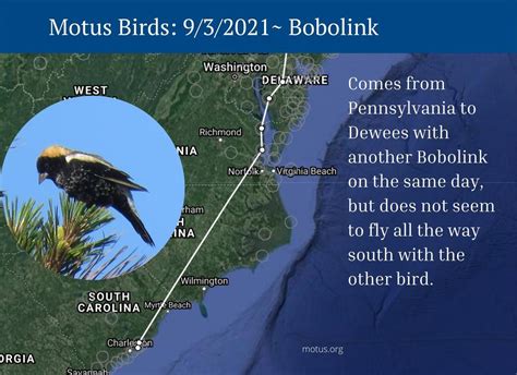 Motus Tower Provides Bird Migration Data Dewees Island Conservancy