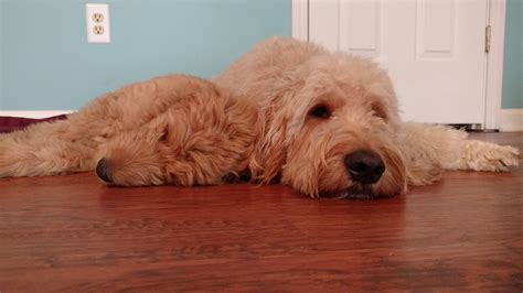 Temperament Testing – Gertie's Goldendoodles – Family Raised Goldendoodle Puppies for Sale