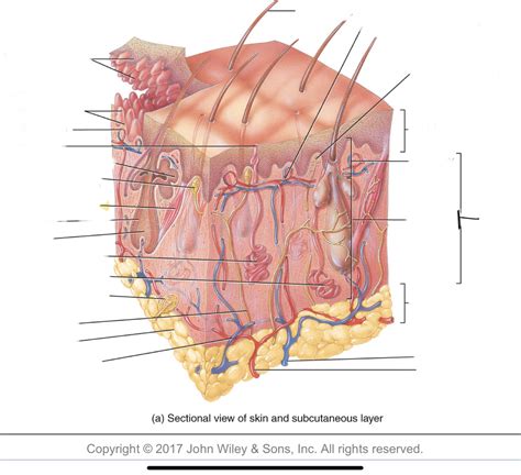 Bio A P Components Of Integumentary System Diagram Quizlet