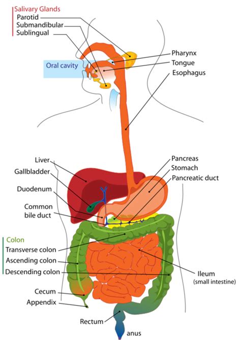 Digestive System Creationwiki The Encyclopedia Of Creation Science