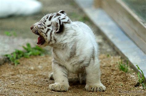 【ゴールデンウィーク】東武動物公園、稀少なホワイトタイガーの赤ちゃん公開 1枚目の写真・画像 レスポンス（responsejp）