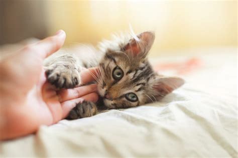 Wichtige Gr Nde Warum Deine Katze Dich Pl Tzlich Bei T Risiken Und