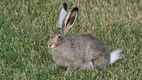 Do Rabbits CRY? Understanding Rabbits' Vocalizations