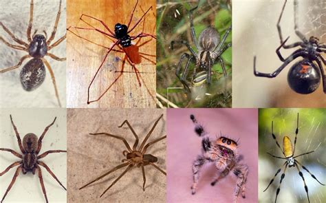 10 Common House Spiders You May See in Your House